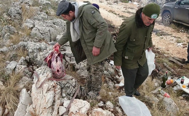 Kaçak yaban keçisi avına 16 bin lira ceza