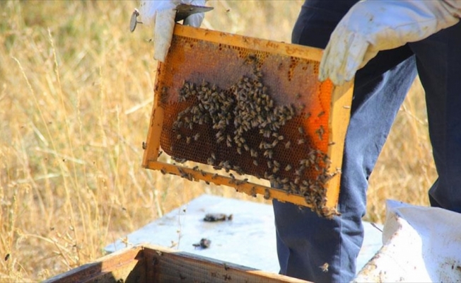 Yayla yasağının kalkması arıcıları sevindirdi