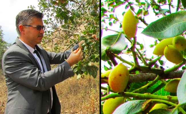 Antep fıstığını Eskişehir'de yetiştirecekler