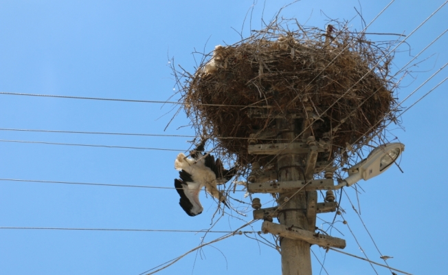 Elektrik teline takılan leylek itfaiye ekiplerince kurtarıldı