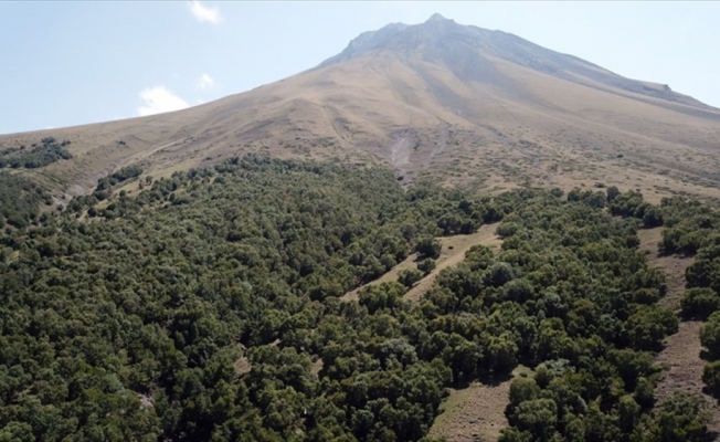 Ağrı Dağı'nın 'huş' ormanı