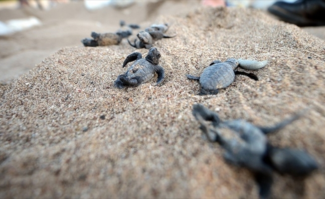 Caretta carettalarda sevindirici artış