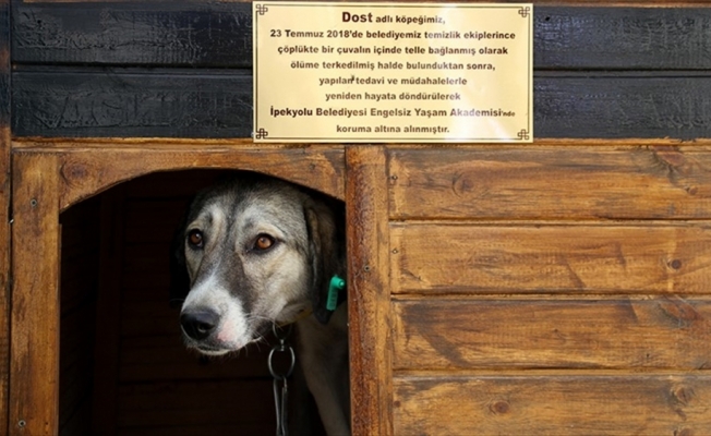 İşkence gören köpek engellilerin 'Dost'u oldu