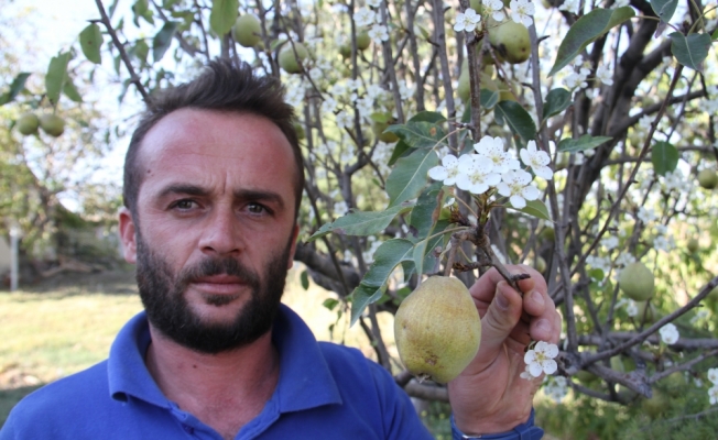 Armut ağacı eylülde çiçek açtı