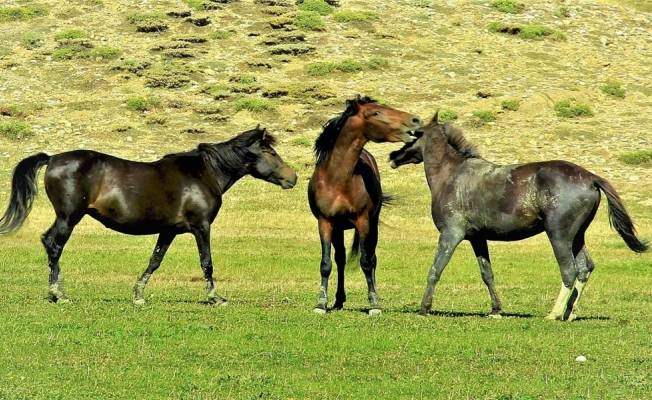 Seydeşihir'den kısa kısa