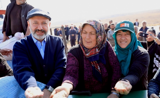 Bin yıllık siyez buğdayı tohumu toprakla buluştu