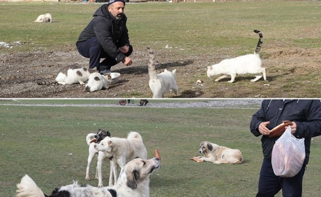 Köyün kedi ve köpekleri muhtara emanet