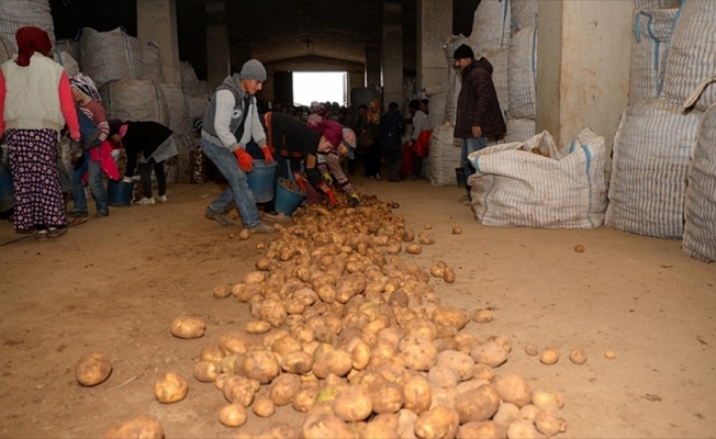 Sertifikalı Ahlat patatesi tohumları yurt dışı pazarında