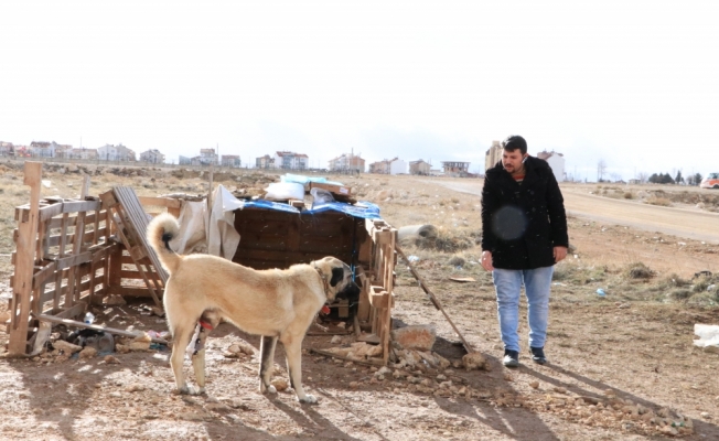 Dolmuş şoförleri ayağı kesik köpeğe protez taktırdı