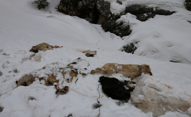 Konya'da 7 köpek ayakları bağlı halde ölü bulundu