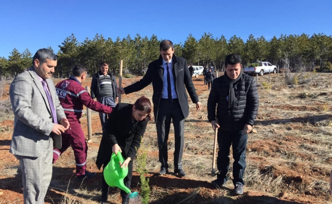 Derbent'te Dünya Kadınlar Günü'nde fidan dikildi