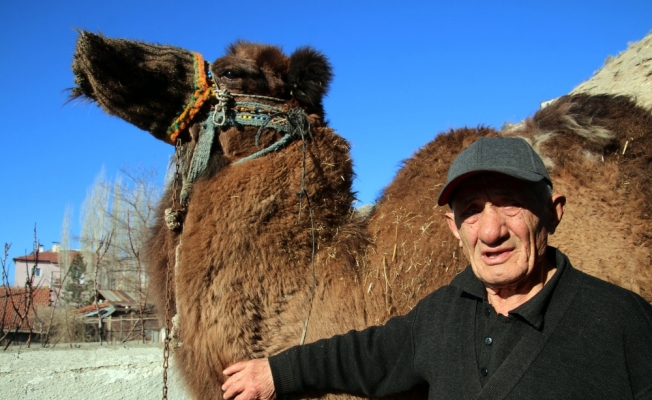 Hayali gerçek oldu, adadığı deveyi 50 yıl sonra kesti