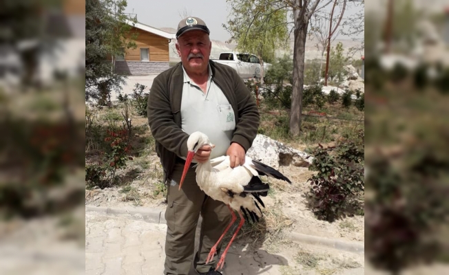 Tedavi edilen yaralı leylek doğaya bırakıldı