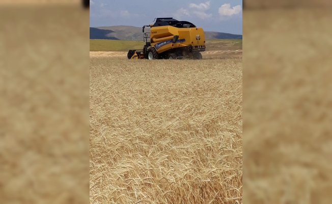 Bozkırın tarlalarında hasat zamanı