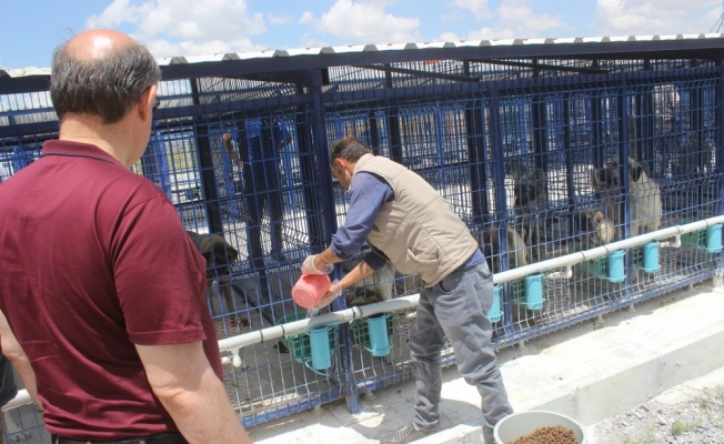 Karapınar'da hayvan barınağı sahipsiz hayvanlar için yuva oldu