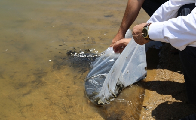 Kırıkkale'de 35 bin pullu sazan gölete bırakıldı