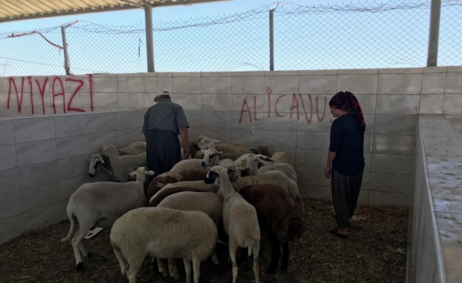 Konya'da hayvan hırsızlığı