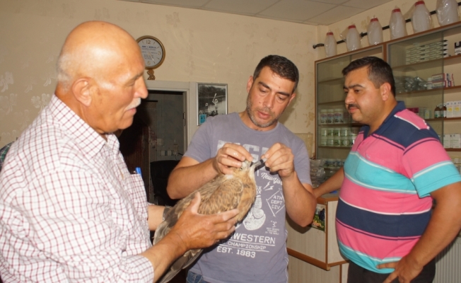 Bitkin düşen kızıl şahine sahip çıktı