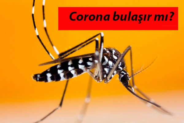 Corona Virüs, Sivrisineklerden Bulaşır Mı?