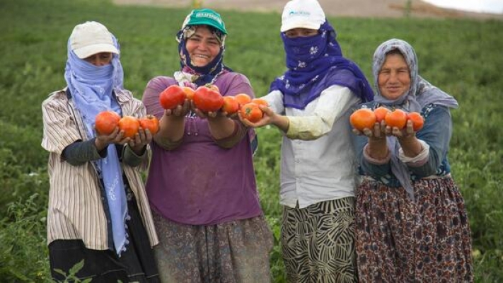 Başkentli çifçiye 5 milyon sebze fidesi