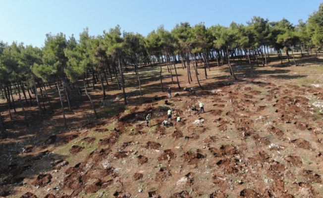 Hatay'da yanan orman alanları yeniden yeşillendiriliyor