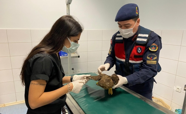 Kırıkkale'de jandarmanın bulduğu yaralı paçalı şahin tedavisinin ardından doğaya bırakıldı