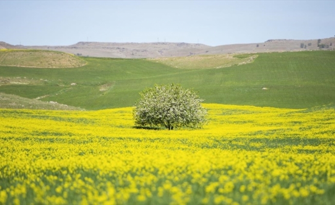 Tunceli'de yabani hardal çiçekleri tarlaları sarıya bürüdü