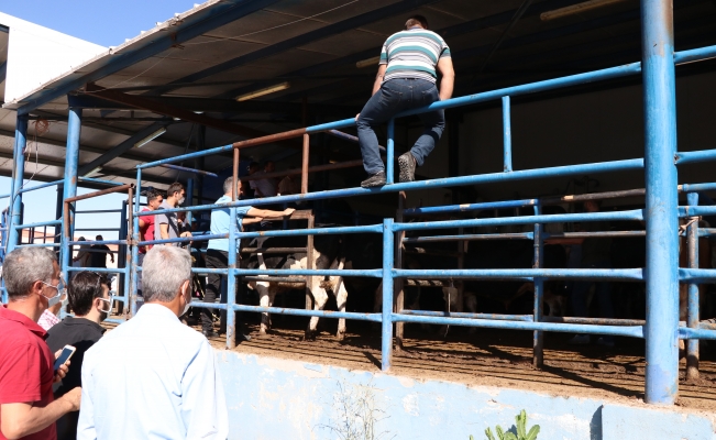 İç Anadolu'da Kurban Bayramı kutlanıyor