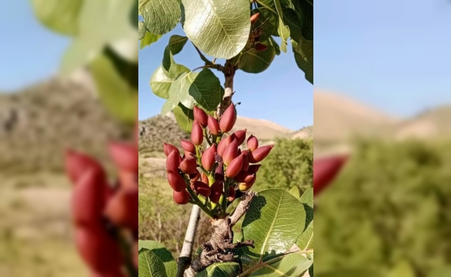 Nallıhan'da çitlenbik ağaçlarına Antep fıstığı aşılanıyor