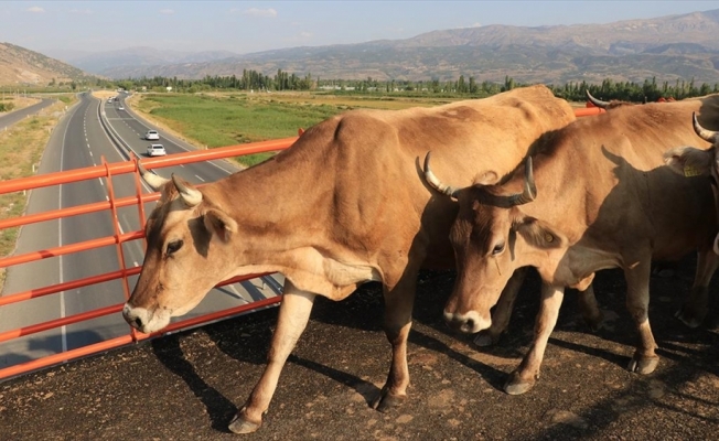 'Ekolojik Üst Geçit' çiftçilerin ve hayvanların güvenli geçiş rotası oldu