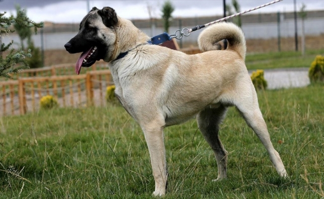 Sivas Kangal köpeklerinin genetiği çiple korunuyor