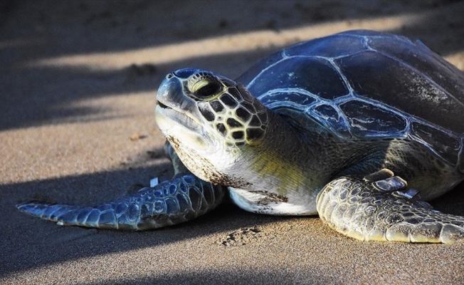 Küresel ısınma yüzünden caretta carettaların güzergahı değişti