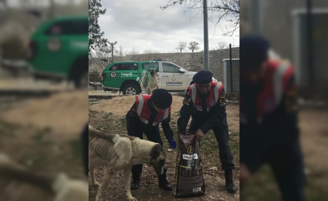 Niğde'de jandarma ekipleri sokak hayvanları için mama bıraktı