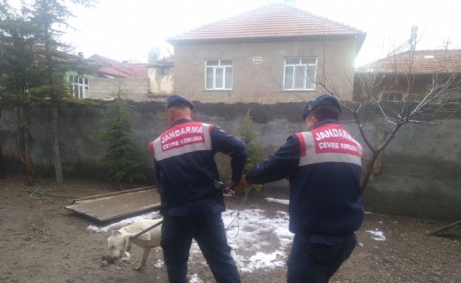 Kayseri'de jandarma yasaklı ırk köpeği barınağa götürdü