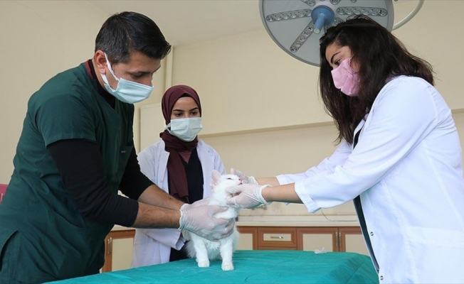 Van'daki hayvan hastanesi yabani ve evcil hayvanlara sağlık üssü oldu