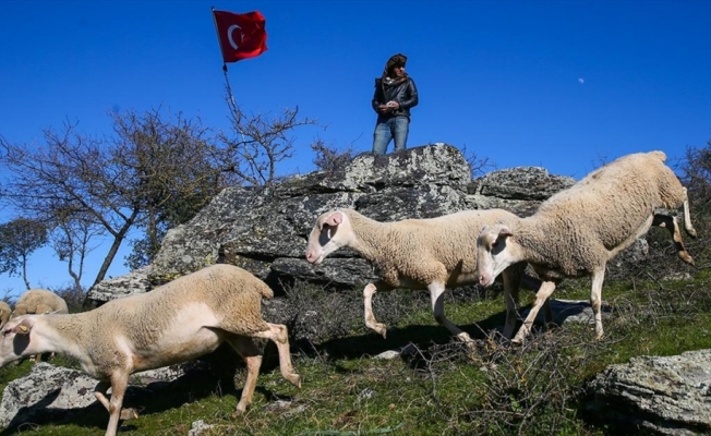 Küçükbaş hayvan yetiştiricileri çoban sorununa çözüm arıyor