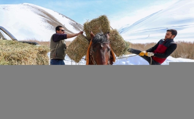 Van'da yaban keçileri için Pagan Dağı'na atlarla ot taşıdılar