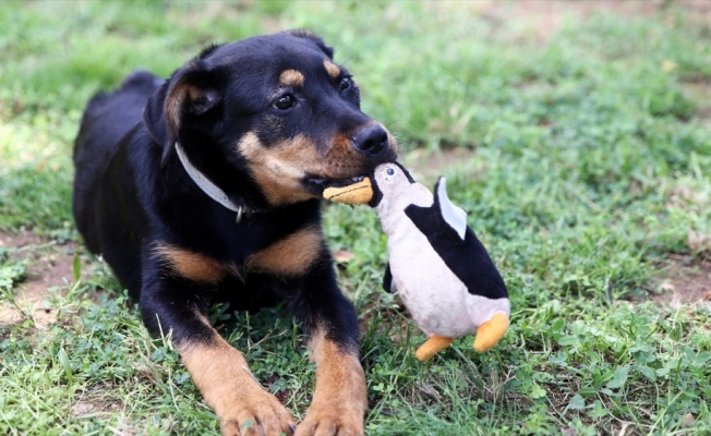 İşkence edilip damdan atılan köpek yavrusu tedavisinin ardından 'emin ellerde'