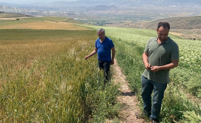 Beypazarı'nda sağanak ve dolu tarım arazilerine zarar verdi