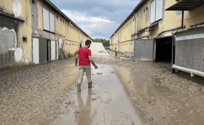 Düzce'deki tavuk çiftliği işletmesi 195 bin hayvanı selde kaybetti