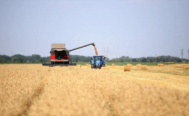 Trakya'da sertifikalı buğday tohumu verimiyle öne çıkıyor