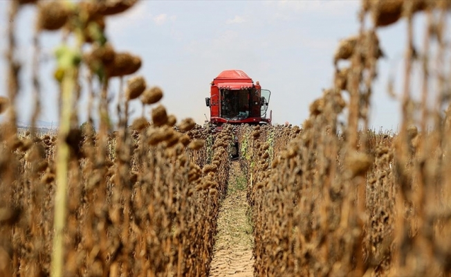 Türkiye'nin önemli ayçiçeği üretim merkezlerinden Edirne'de hasat mesaisi başladı