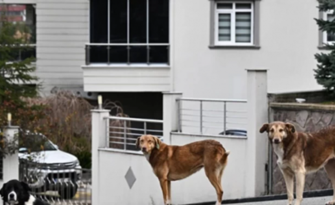 Ankara'da sokak köpeği saldırısına uğrayan hemşire yardım istedi!