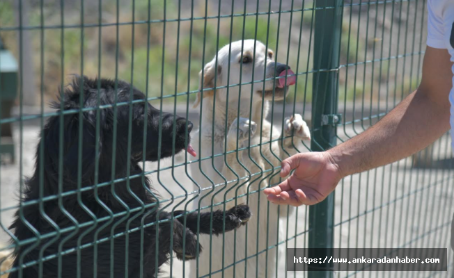 Mamak Belediyesi’nden Sokak Köpekleri Toplanıyor İddialarına Yanıt
