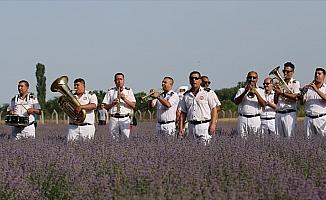 Lavanta tarlasında konser