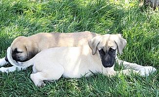 Ayağı ve patisi kesilmiş iki köpek yavrusu bulundu