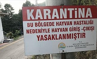 Gölcük'te şarbon şüphesine geçici karantina