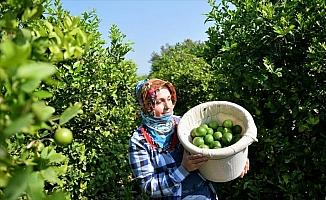 Limon hasadında yük kadınlarda