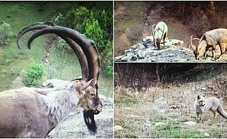 Ordu'da yaban hayatı 'fotokapan'la görüntülendi