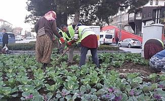 Beypazarı kışlık çiçekler ile güzelleşiyor